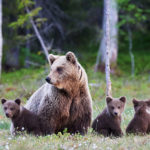 travel Alaska for wildlife