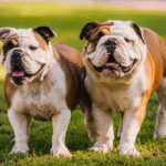 physical appearance english bulldogs