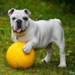 english bulldogs need exercise