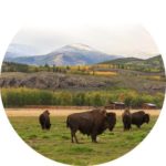 Travel the Yukon for wildlife.